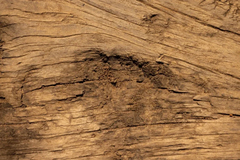 Exterior Paint vs Stain for Wood: Which Finish Protects Better?